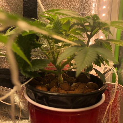 Purple Headband (Bagseed) growlog photo: Nice and bushy, I think is see preflower but no real signs of sex. Can’t say till I’m 100% certain. 