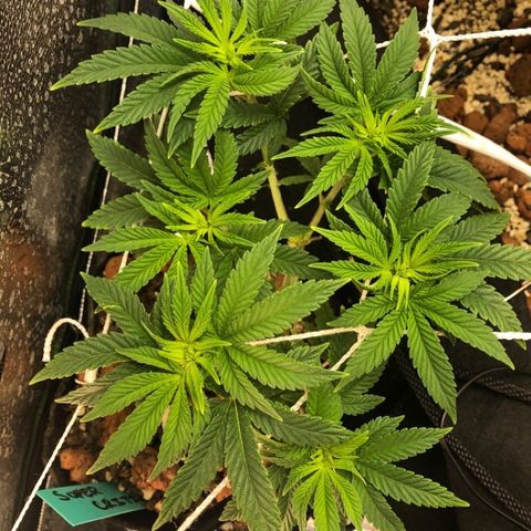 Super Critical (Bagseed) growlog photo: This one is so vigorous, still too early for any signs of sex to show but looking great. 