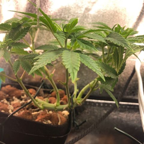 Super Critical (Bagseed) growlog photo: This one is so vigorous, still too early for any signs of sex to show but looking great. 