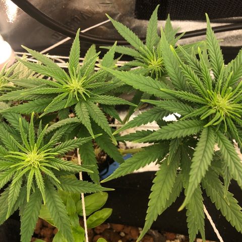 Backup Singer #3 (Bagseed) growlog photo: Now those hairs are clearly visible. Nice little bud sites coming along. 