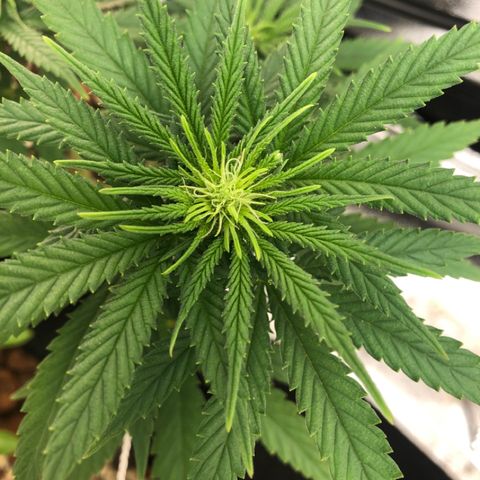 Backup Singer #3 (Bagseed) growlog photo: Now those hairs are clearly visible. Nice little bud sites coming along. 