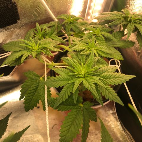 Purple Headband (Bagseed) growlog photo: Not a huge stretch, very indica of this one. Still no signs of sex, should start showing in a week or so. 