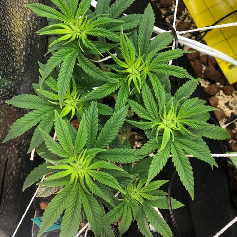 Super Critical (Bagseed) growlog photo: A little bit over a 50% stretch. No signs of sex but really crossing my fingers for another girl. 
