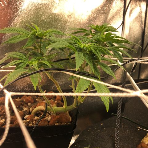 Super Critical (Bagseed) growlog photo: A little bit over a 50% stretch. No signs of sex but really crossing my fingers for another girl. 
