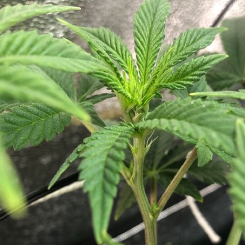 Super Critical (Bagseed) growlog photo: Checked again just before lights off, little white hairs are popping out! Super Critical is a girl!!! 