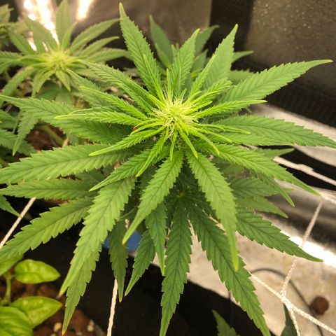 Backup Singer #3 (Bagseed) growlog photo: Little nug sites starting to develope. Really healthy looking plant.