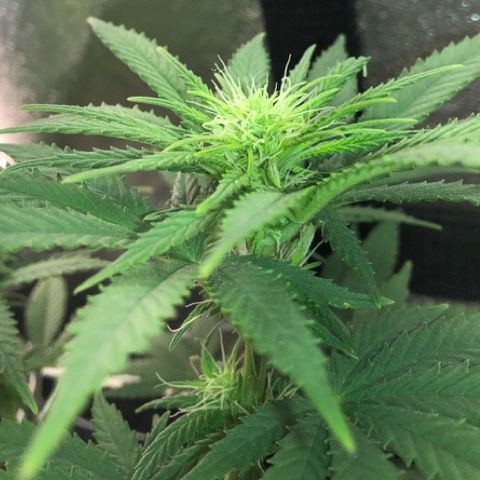 Backup Singer #3 (Bagseed) growlog photo: Little nug sites starting to develope. Really healthy looking plant.