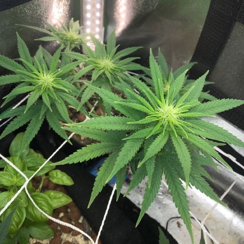 Backup Singer #3 (Bagseed) growlog photo: Little nug sites starting to develope. Really healthy looking plant.