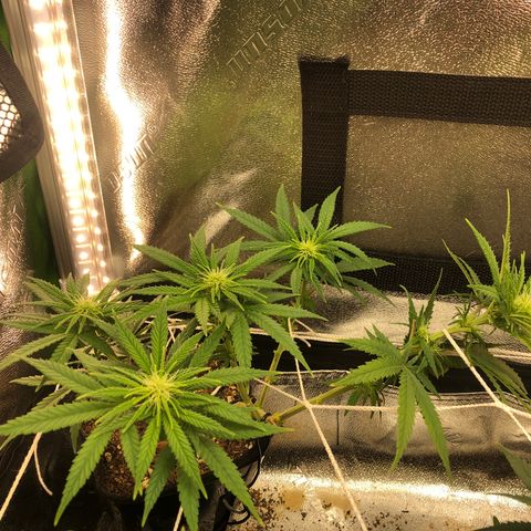 Backup Singer #3 (Bagseed) growlog photo: A little bit of shifting around before lights off. Those stems are rock solid so I can’t really do much.