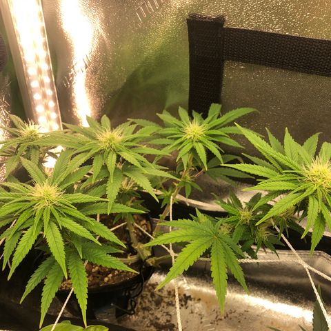 Backup Singer #3 (Bagseed) growlog photo: Look at them puff balls.
