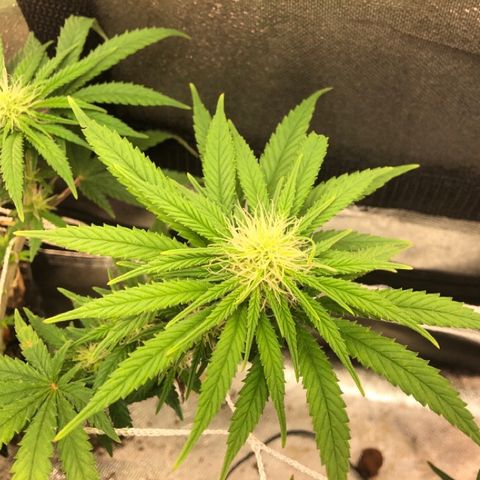 Backup Singer #3 (Bagseed) growlog photo: Look at them puff balls.