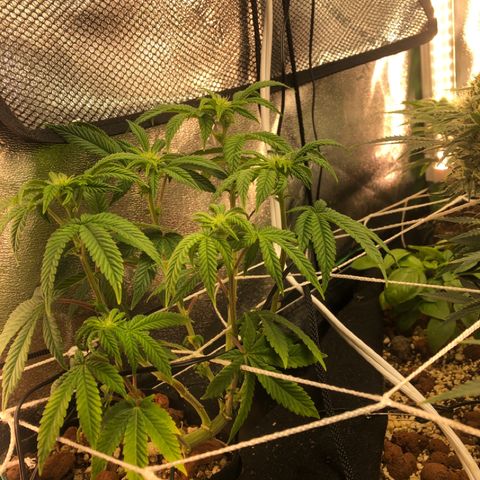 Super Critical (Bagseed) growlog photo: Stretching out a bit, little bugs coming through tho.