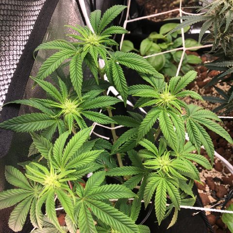 Super Critical (Bagseed) growlog photo: Stretching out a bit, little bugs coming through tho.