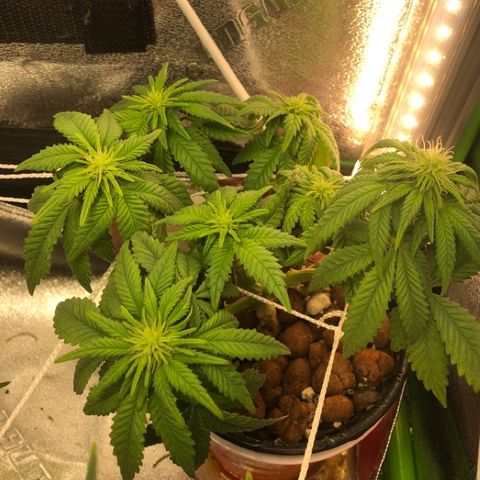 Purple Headband (Bagseed) growlog photo: This one also turned out to be female. So far that’s 3 for 3. 