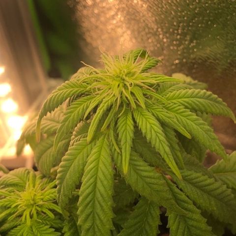 Purple Headband (Bagseed) growlog photo: This one also turned out to be female. So far that’s 3 for 3. 