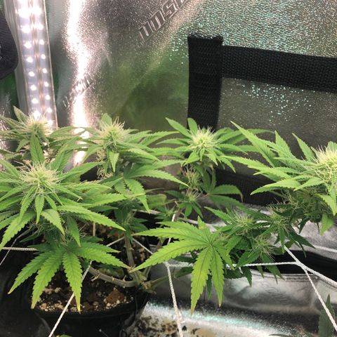 Backup Singer #3 (Bagseed) growlog photo: Buds are developing nicely on this one. 
