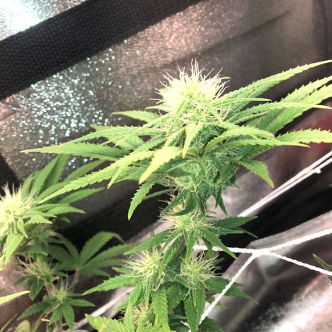 Backup Singer #3 (Bagseed) growlog photo: Buds are developing nicely on this one. 