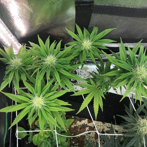 Backup Singer #3 (Bagseed) growlog photo: Buds are developing nicely on this one. 
