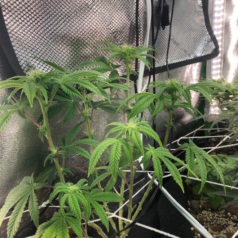 Super Critical (Bagseed) growlog photo: I’m thinking the problem is that this corner gets so little light with the fan being on top? I don’t know but it stretched out like crazy. 