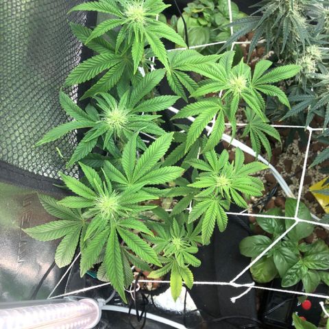 Super Critical (Bagseed) growlog photo: I’m thinking the problem is that this corner gets so little light with the fan being on top? I don’t know but it stretched out like crazy. 