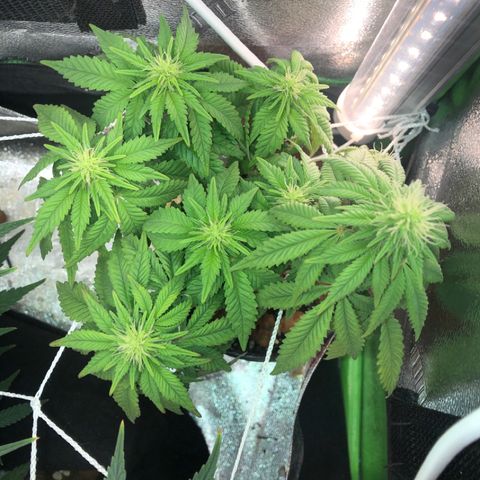 Purple Headband (Bagseed) growlog photo: The clone of this one did not make it, so I’ll have to regenerate after harvest. I like how bushy this one is 