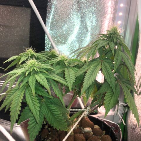 Purple Headband (Bagseed) growlog photo: The clone of this one did not make it, so I’ll have to regenerate after harvest. I like how bushy this one is 