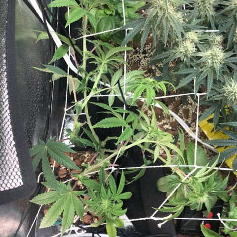Super Critical (Bagseed) growlog photo: Decided to do some LST to keep the overall canopy of the tent even. Hopefully this will bring those bud sites closer to where the light is beaming. 