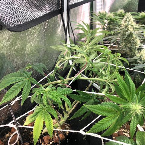 Super Critical (Bagseed) growlog photo: Decided to do some LST to keep the overall canopy of the tent even. Hopefully this will bring those bud sites closer to where the light is beaming. 