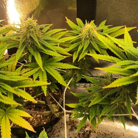 Backup Singer #3 (Bagseed) growlog photo: I want to give her one or two more shots of nutes then start the flush. 
The size on these nugs, for sure a keeper. 