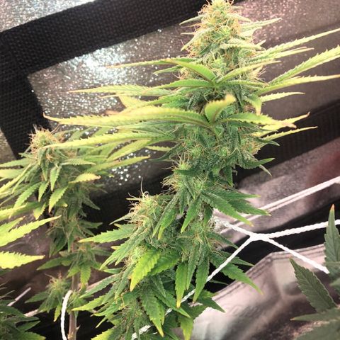 Backup Singer #3 (Bagseed) growlog photo: I want to give her one or two more shots of nutes then start the flush. 
The size on these nugs, for sure a keeper. 