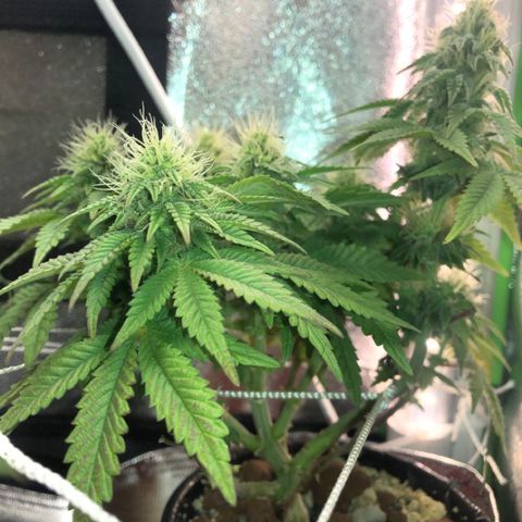 Purple Headband (Bagseed) growlog photo: Slight purple comin out on this one. 