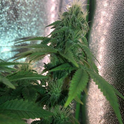 Purple Headband (Bagseed) growlog photo: Slight purple comin out on this one. 