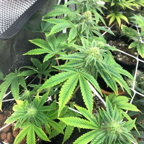 Super Critical (Bagseed) growlog photo: I should have done some more trimming on this one, ending up with a bunch of small nugs. 
