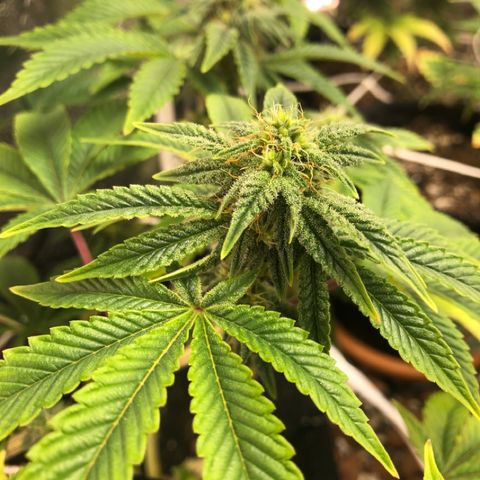 Super Critical (Bagseed) growlog photo: I should have done some more trimming on this one, ending up with a bunch of small nugs. 