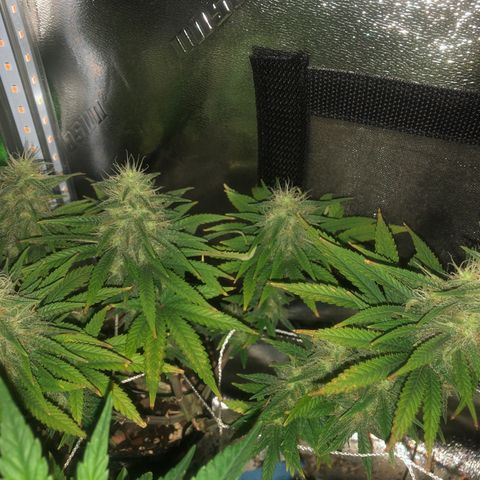 Backup Singer #3 (Bagseed) growlog photo: Still flushin, lookin tasty.