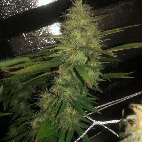 Backup Singer #3 (Bagseed) growlog photo: Still flushin, lookin tasty.