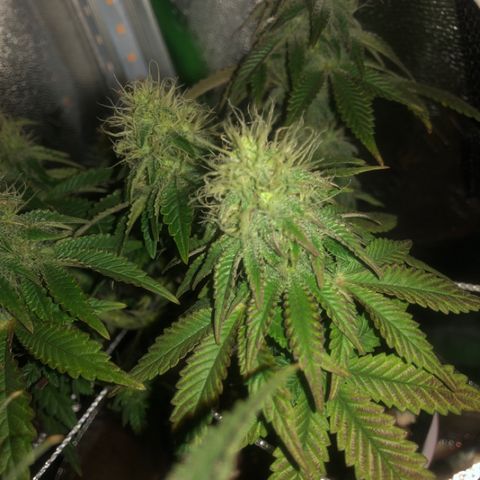 Purple Headband (Bagseed) growlog photo: Nice and purple.
