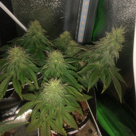 Purple Headband (Bagseed) growlog photo: Nice and purple.