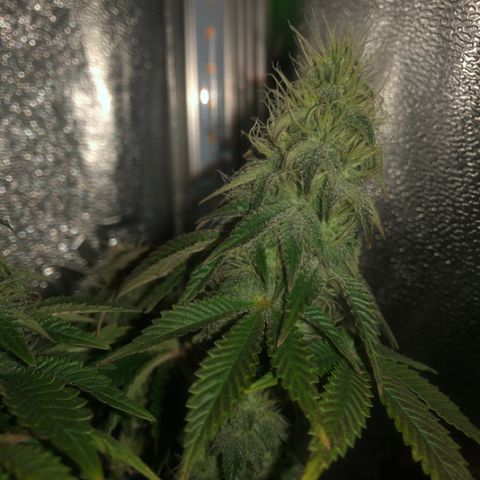Purple Headband (Bagseed) growlog photo: Nice and purple.