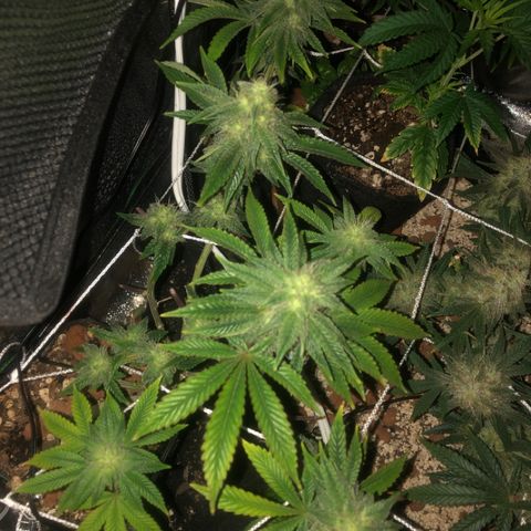 Super Critical (Bagseed) growlog photo: Starting look bulk up a little bit. 