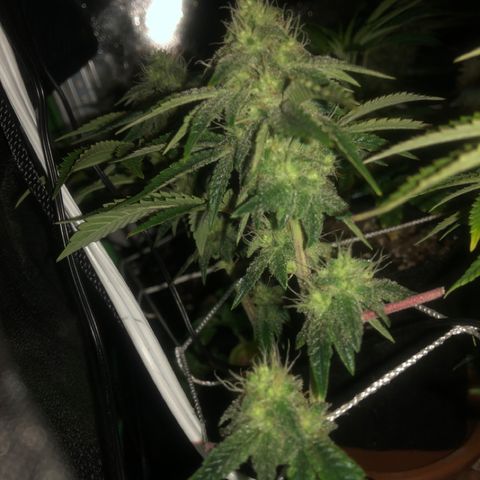 Super Critical (Bagseed) growlog photo: Starting look bulk up a little bit. 