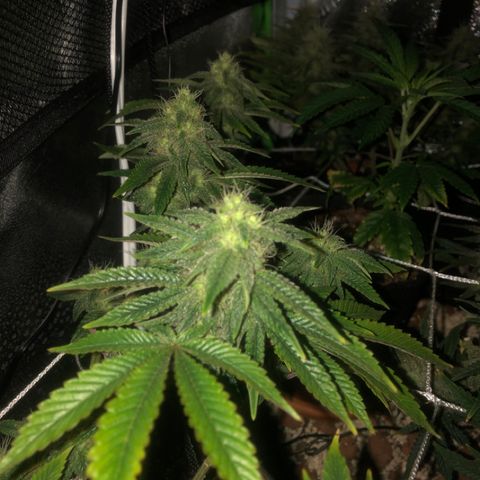 Super Critical (Bagseed) growlog photo: Starting look bulk up a little bit. 