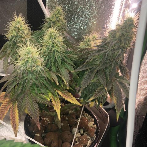 Purple Headband (Bagseed) growlog photo: The nugs getting hit by the vent have turned a nice purple. 