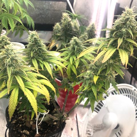 Backup Singer #3 (Bagseed) growlog photo: About a week or so left for this girl. I want to see if she can fill in a bit more. 