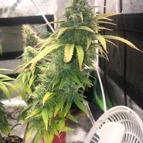 Backup Singer #3 (Bagseed) growlog photo: About a week or so left for this girl. I want to see if she can fill in a bit more. 