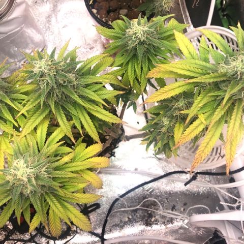Backup Singer #3 (Bagseed) growlog photo: About a week or so left for this girl. I want to see if she can fill in a bit more. 