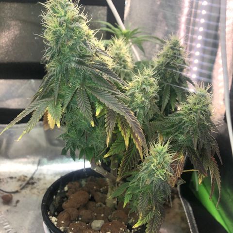 Purple Headband (Bagseed) growlog photo: Moved her so that all the nugs are getting blown from the vent. I checked online and it this strain can go 8-10 weeks. I know it’s not a pure Purple Headband, but it’s a base. 