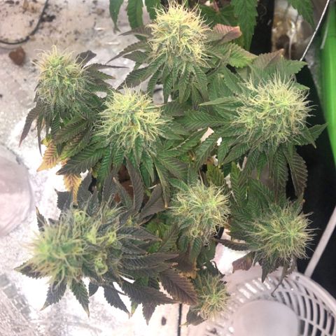 Purple Headband (Bagseed) growlog photo: Moved her so that all the nugs are getting blown from the vent. I checked online and it this strain can go 8-10 weeks. I know it’s not a pure Purple Headband, but it’s a base. 