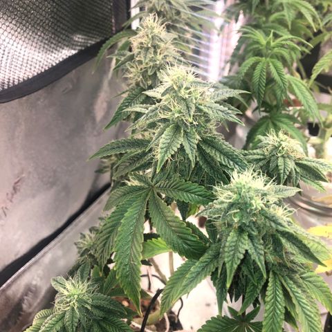 Super Critical (Bagseed) growlog photo: Awesome looking plant, for sure a keeper. Dense looking nugs, I’ll start flushing. 