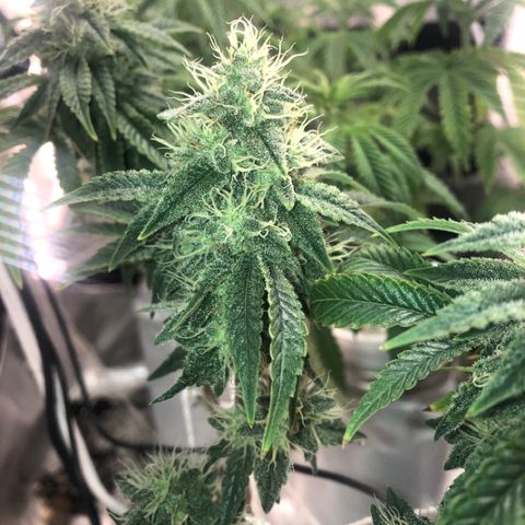 Super Critical (Bagseed) growlog photo: Awesome looking plant, for sure a keeper. Dense looking nugs, I’ll start flushing. 